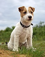 Jack Russell Terrier