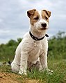 Image 45Jack Russell Terrier puppy (from Puppy)