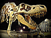Tyrannosaurus Bataar located in “Dinosaur Hall”