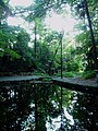 TKU-Shinjiro-Pond01.jpg