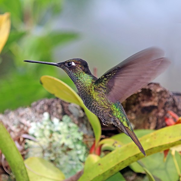 File:Talamanca hummingbird (Eugenes spectabilis) male in flight.jpg