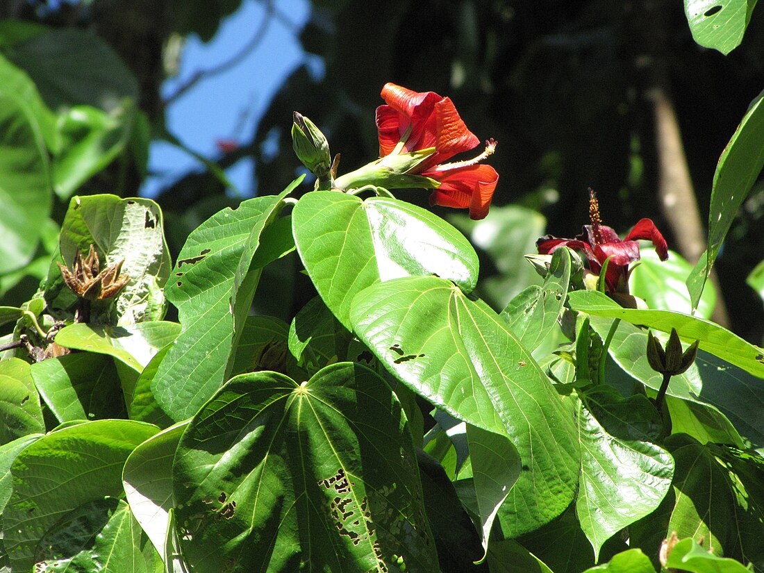 Kahanu Garden