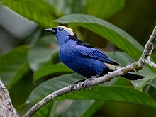 Tangara callophrys - tanager korunovaný opálem; Národní park Serra do Divisor, Acre, Brazílie.jpg