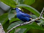 Tangara callophrys - Opal-crowned Tanager; Serra do Divisor National Park, Acre, Brazil.jpg