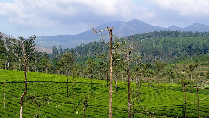 File:Tea Plantation @ Valparai - panoramio (5).jpg