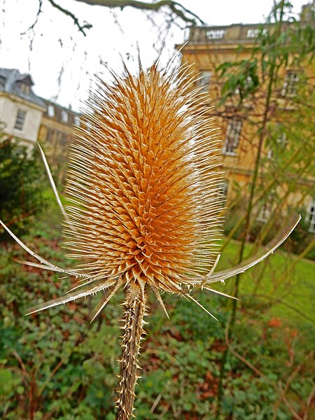 File:Teasel (24585488046).jpg