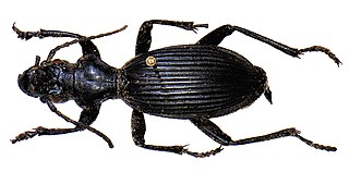 <i>Tefflus</i> Genus of beetles