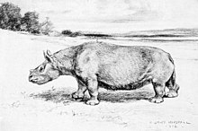 Restoration of T. fossiger Teleoceras Horsfall.jpg