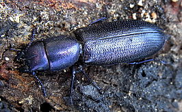 Temnoscheila caerulea