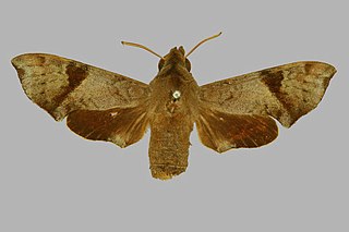<i>Temnora robertsoni</i> Species of moth