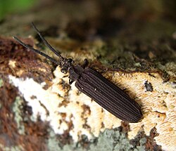 Tenomerga mucida i familien Cupedidae