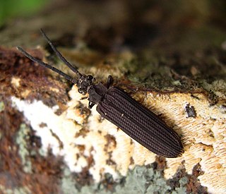 Cupedidae Family of beetles