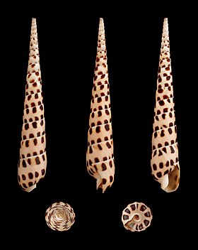 Cinco vistas da concha de Terebra subulata (Linnaeus, 1767), encontrada no Indo-Pacífico, em habitat arenoso de águas rasas.[2] Esta é a espécie-tipo do seu gênero.[3]