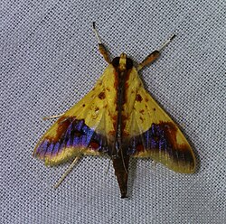 Tetracona pictalis.jpg