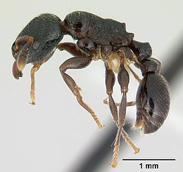 Tetramorium nodiferum