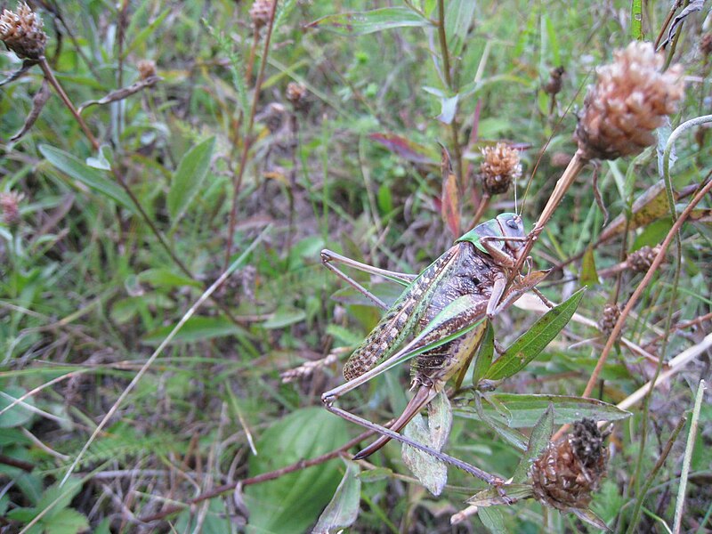 File:Tettigoniidae mimicry.jpg