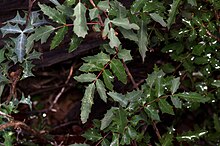 Texasbarberry.jpg