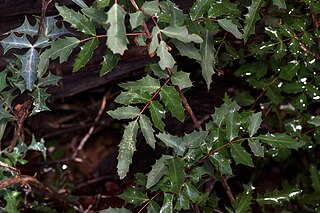 <i>Berberis swaseyi</i> Species of shrub