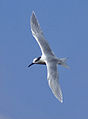 In winter plumage; Barcelona, Spain