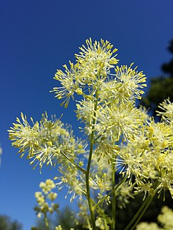 Thalictrum lucidum sl7.jpg