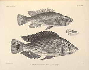 Haplochromis spekii (lent), a Nílus halaiból George Albert Boulenger rajzából, fent: Haplochromis cavifrons