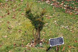 <span class="mw-page-title-main">Millennium yews</span> British project to celebrate the millennium