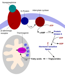 Activation cascade of thermogenin in cells of brown adipose tissue ThermogeneseAdipozyten-en.svg