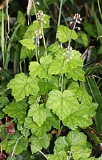 Thumbnail for Tiarella polyphylla