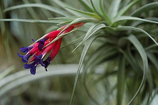 <i>Tillandsia aeranthos</i> Species of flowering plant