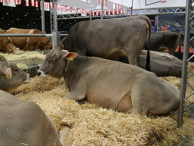 File:Tiroler Grauvieh cattle - CO2v01-22485974.jpg