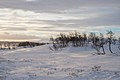 * Nomination Montane Birches at the tree line at Torkilstöten. Berg municipality, Jämtland County, Sweden. --ArildV 14:53, 26 December 2013 (UTC) * Promotion  Support Good quality. --XRay 07:34, 30 December 2013 (UTC)