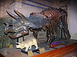Triceratops-ZE002.jpg