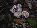 !Tricholoma acerbum!