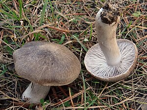 Tricholoma terreum G3.1.jpg