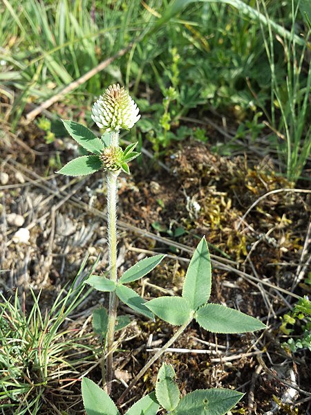 File:Trifolium montanum (subsp. montanum) sl3.jpg