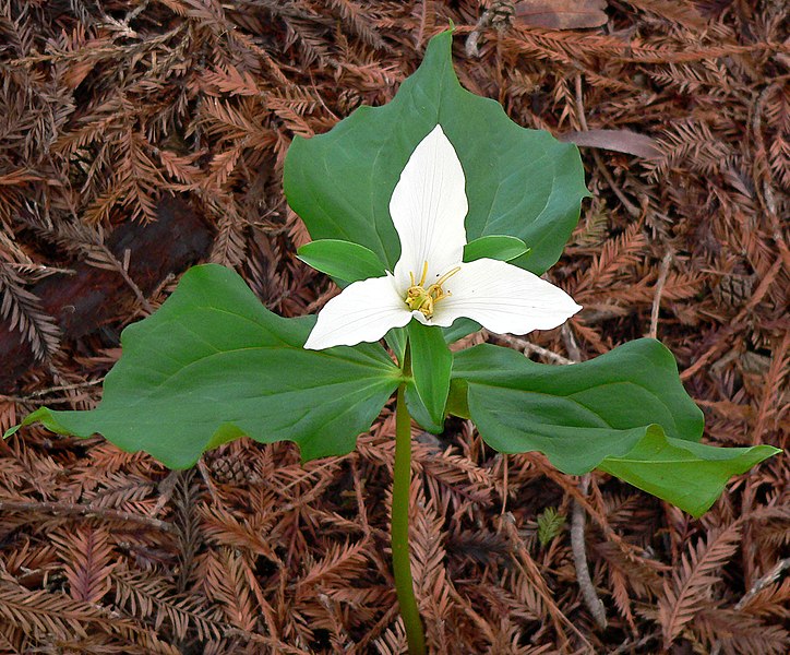 File:Trillium ovatum ssp ovatum 1.jpg