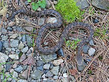 Trimeresurus gracilis.jpg