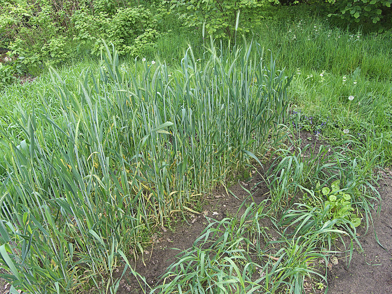 File:Triticale left, Triticum spelta right, spelt april 30th.jpg