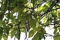 ... Catalpa bignonioides