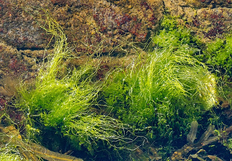 File:Tufts of gutweed in Gullmarsfjorden at Sämstad 1.jpg