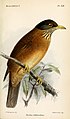 Plate XIII "Turdus falklandicus"