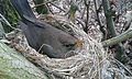 Close view of blackbird female incubating