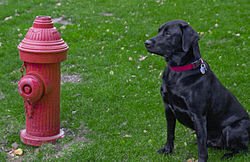 Tux Hydrant.jpg