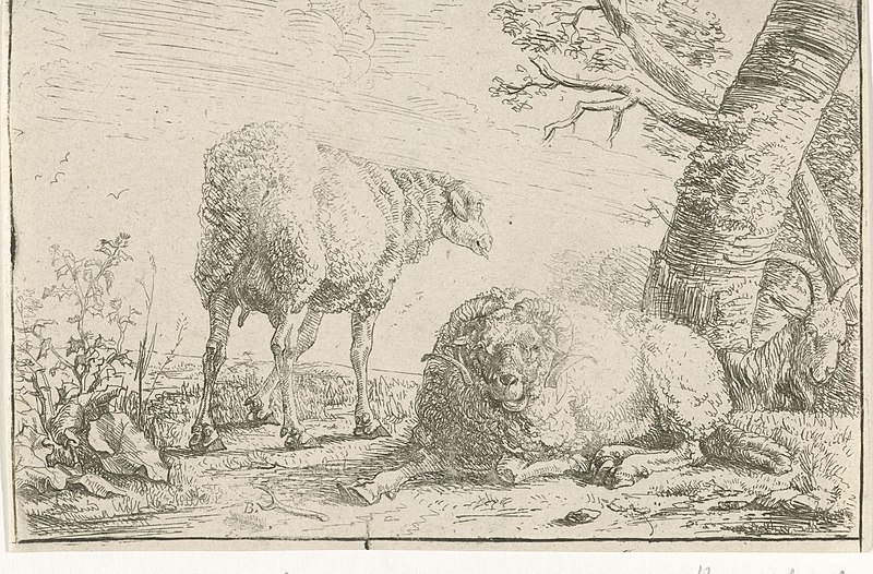 File:Twee schapen en een geit, RP-P-1879-A-3234.jpg