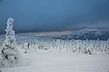 Ural Mountains Winter woods (32035790262).jpg
