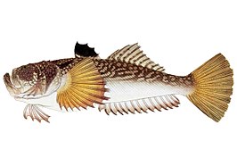 Uranoscopus japonicus