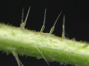 Urtica dioica stinging hair.jpg