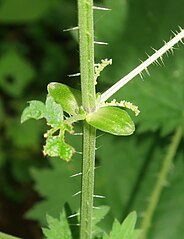 茎の各節に2個の托葉があり、長楕円形になる。茎と葉柄に刺毛が多い。