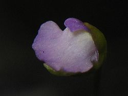 Utricularia simplex 10.jpg