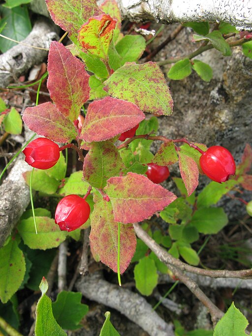 Vaccinium hirtum 2